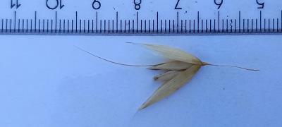 Click for 2 image(s) for this accession. Spikelet